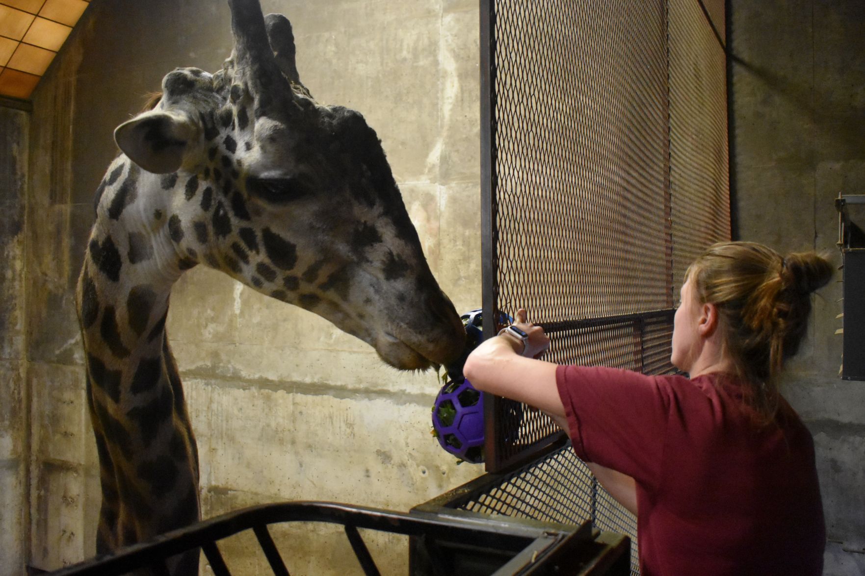 Mac the giraffe getting a treat